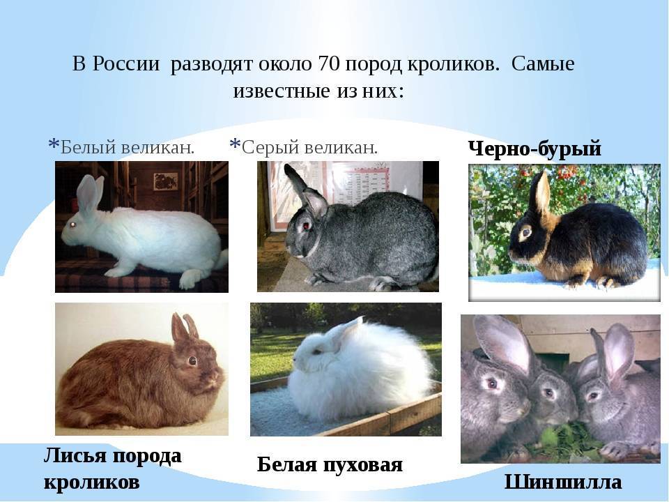 Кролик строкач: описание и характеристика, особенности содержания