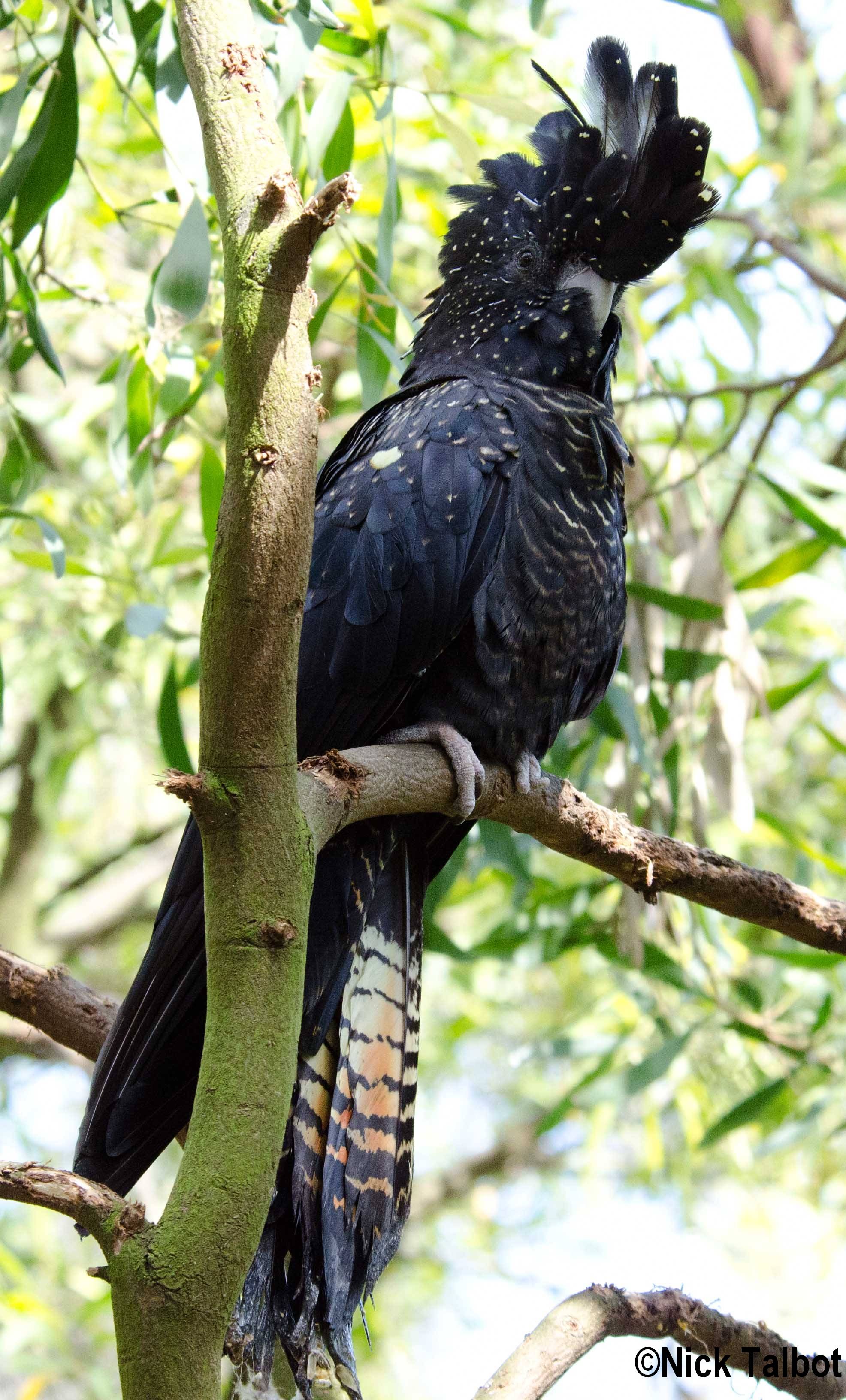 Черный пальмовый какаду, какаду-голиаф (probosciger aterrimus)