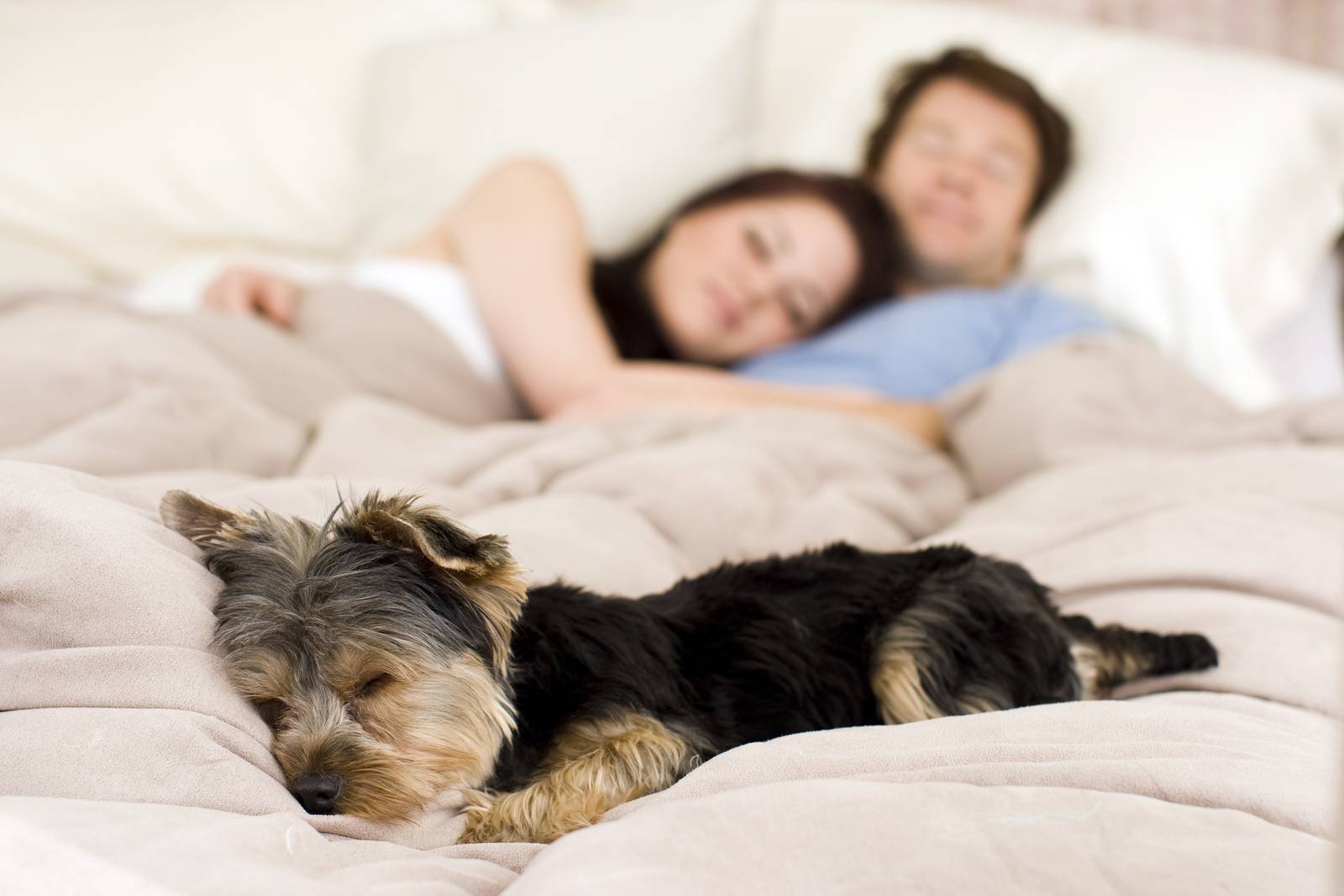 Почему собака писает на диван или кровать – и как ее отучить от этого?