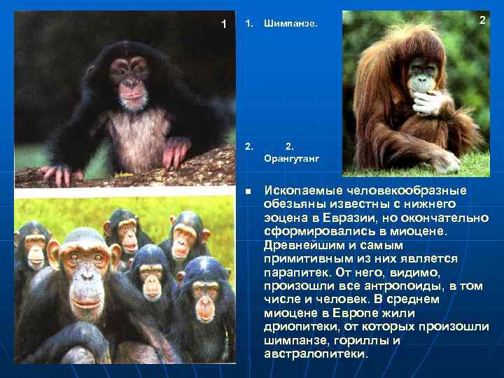 Топ-10 самых больших пород обезьян в мире