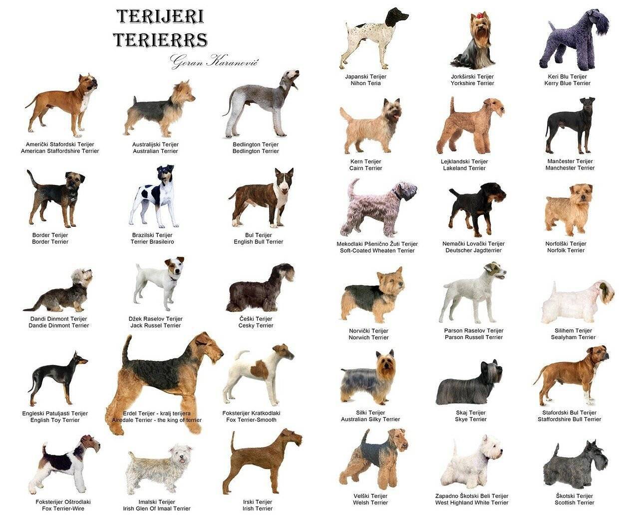 Гладкошерстные породы собак: подробные список с фото и названиями