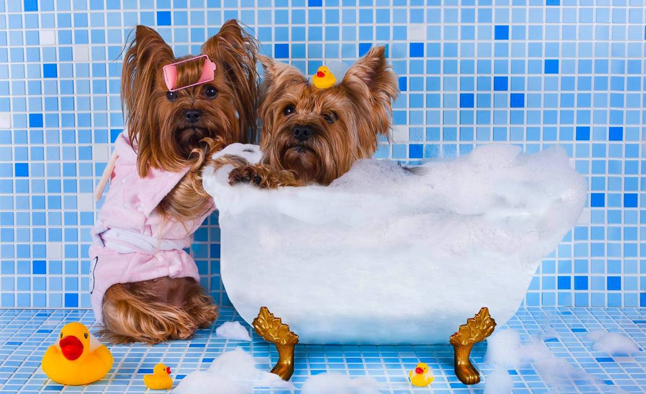 Обзор лучших шампуней для собак: виды, состав, достоинства и недостатки.