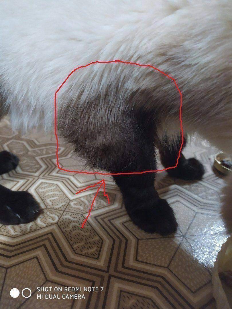 ᐉ у кота опухла лапа и он хромает, отек у кошки - zoomanji.ru