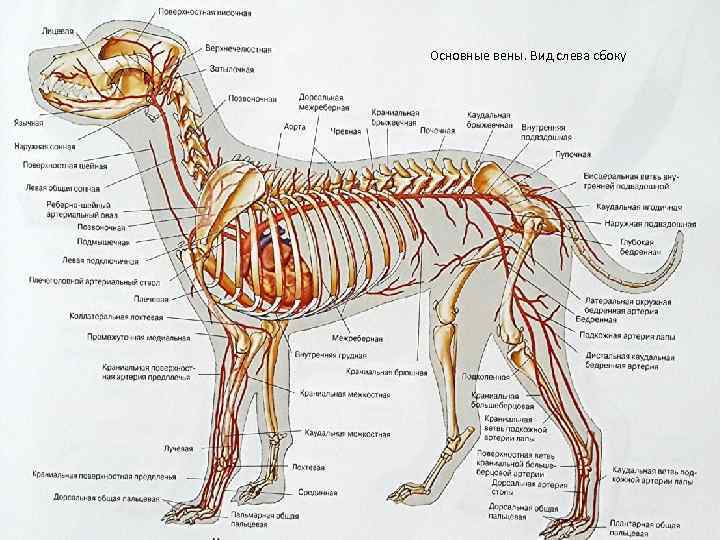 Анатомия собаки: скелет и внутреннее строение мышц, костей и органов