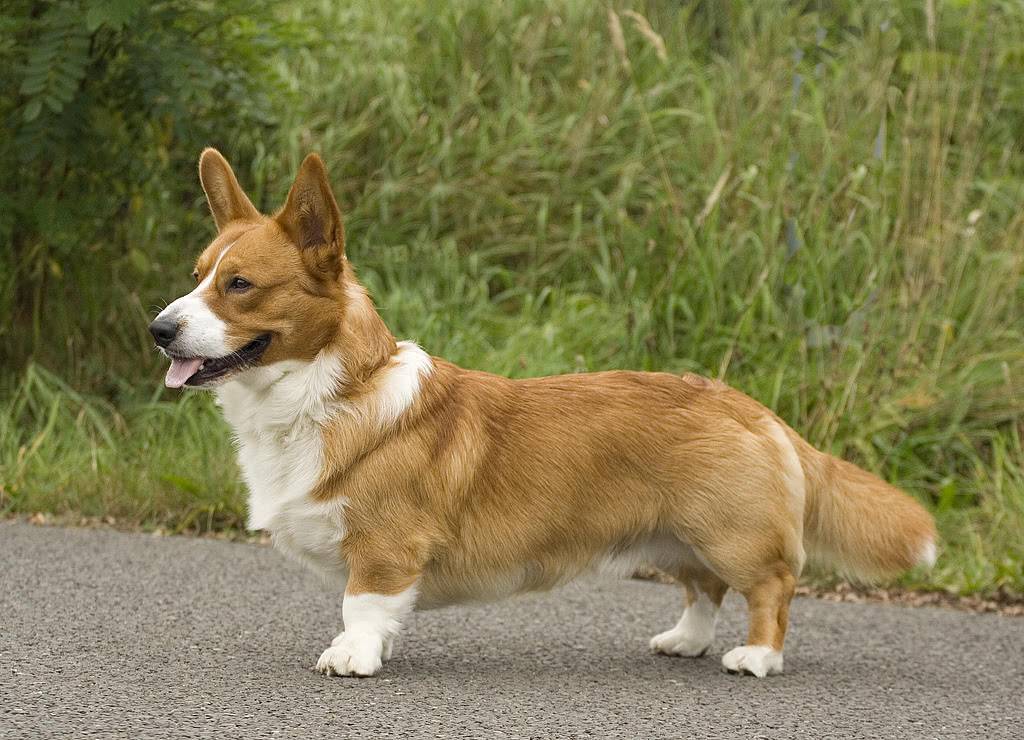 Собака, похожая на лису: маленькая порода, шелти, корги