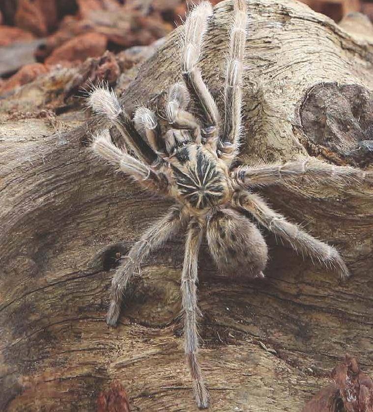 Бразильский странствующий паук – фото и описание