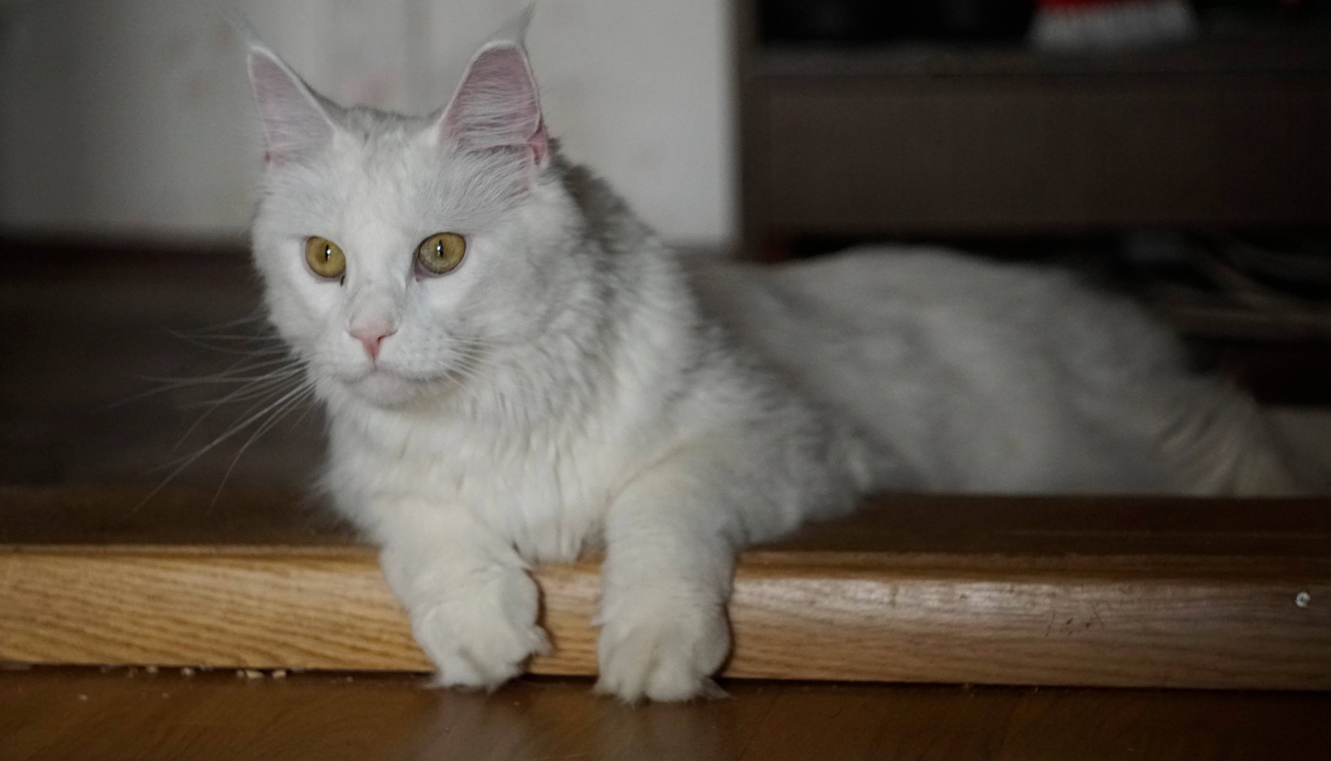 Лучшие породы длинношерстных кошек: белые с рыжим, серые и другие вариации