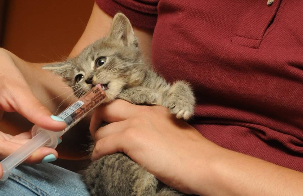 Как можно дома помочь коту при запоре: что дать питомцу для выздоровления