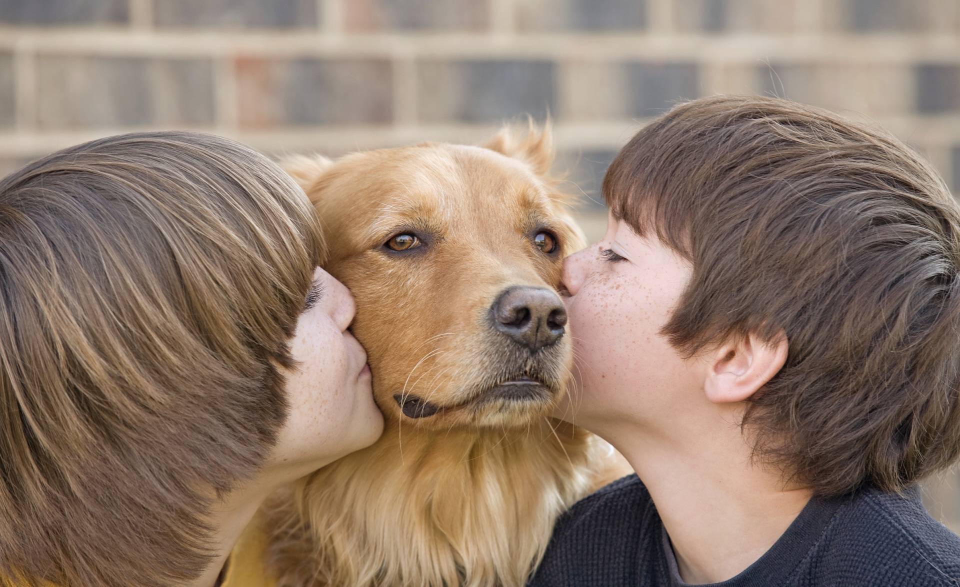 Какие собаки могут улыбаться — сайт эксперта по животным — howmeow