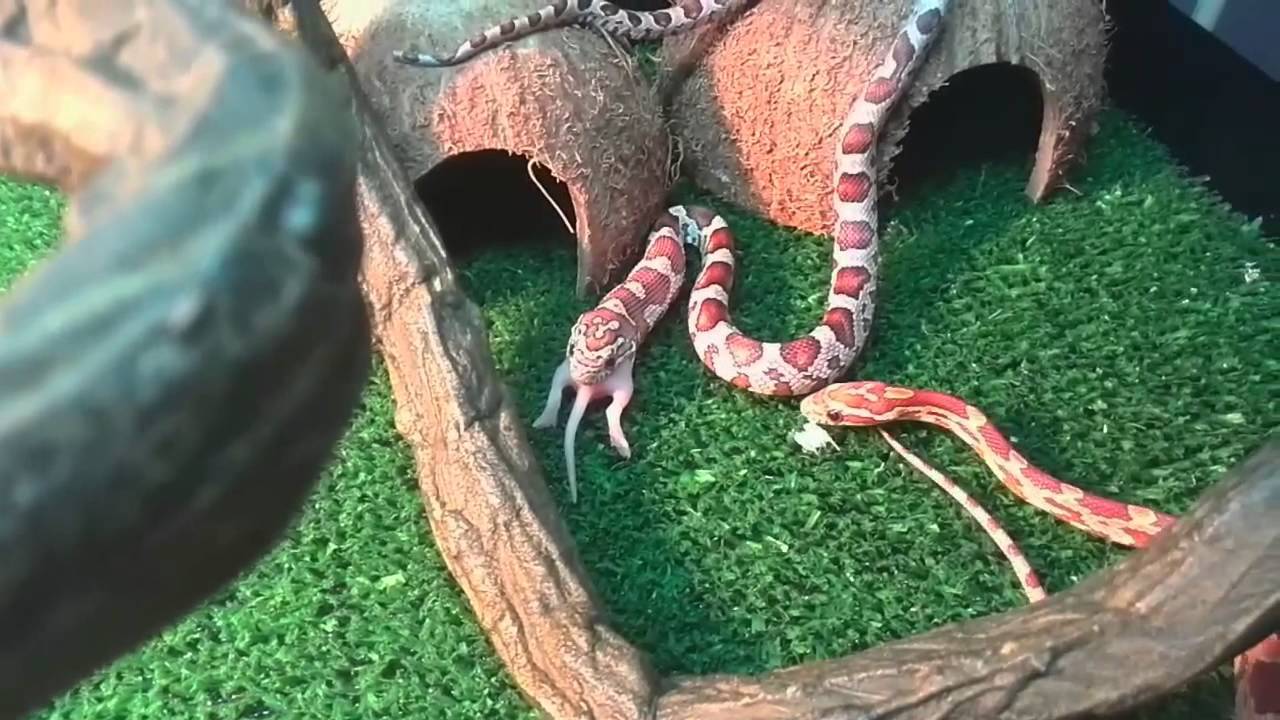 Чем кормить домашних змей