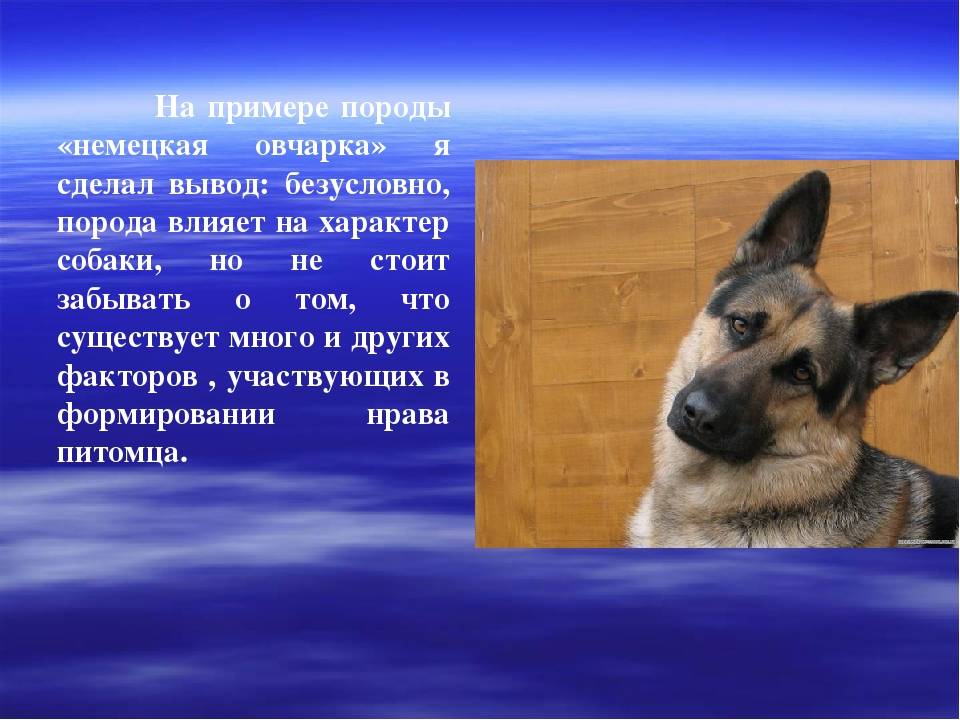 Московская сторожевая собака — фото, характеристика породы, правила ухода и содержания