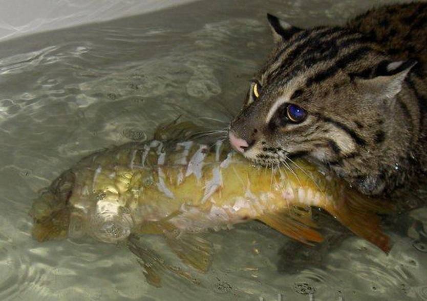 Дикие пятнистые кошки — виверровый кот рыболов: характеристики и описание + видео и фото