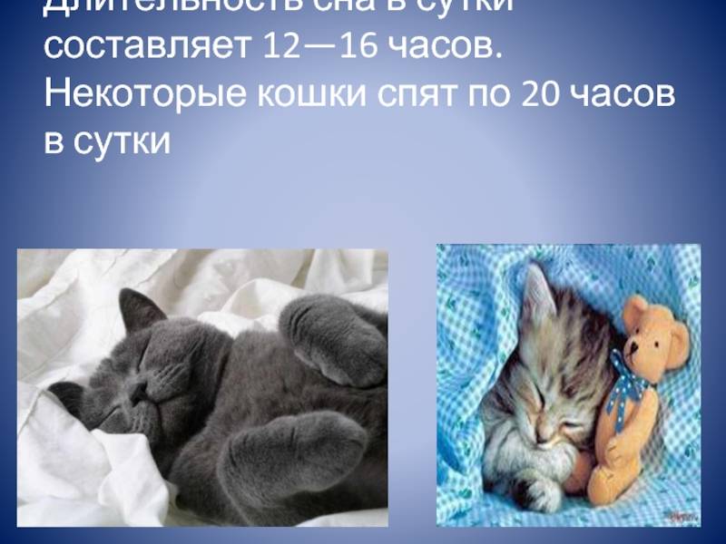 Сколько часов спят кошки: все секреты наших домашних любимцев