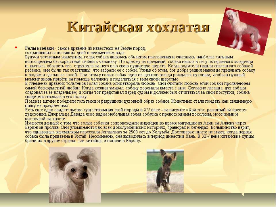 Карликовый пекинес: фото маленьких собачек, их история появления, особенности разновидности, правила содержания и выбор щенка