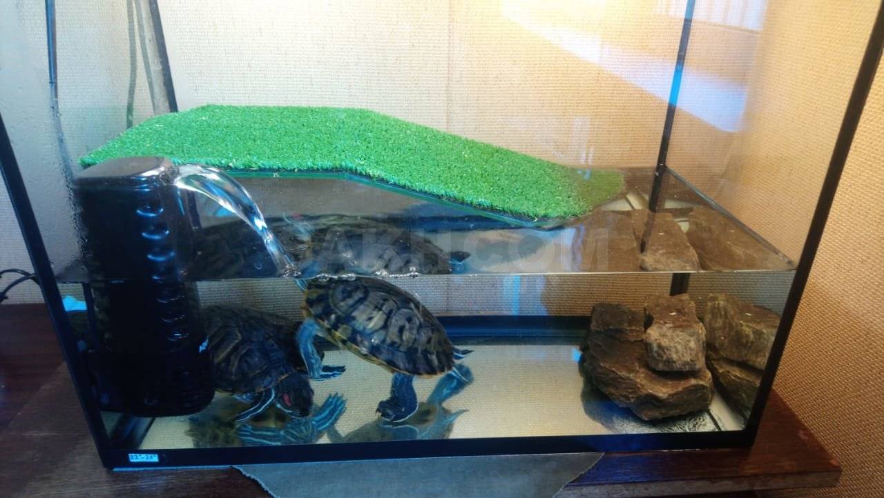ᐉ как и как часто менять воду в аквариуме с красноухой черепахой - zoopalitra-spb.ru