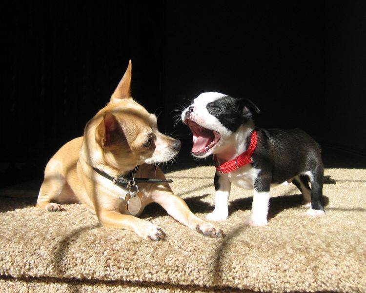 15 забавных историй о собаках, которые вызвали смех и недоумение своих владельцев