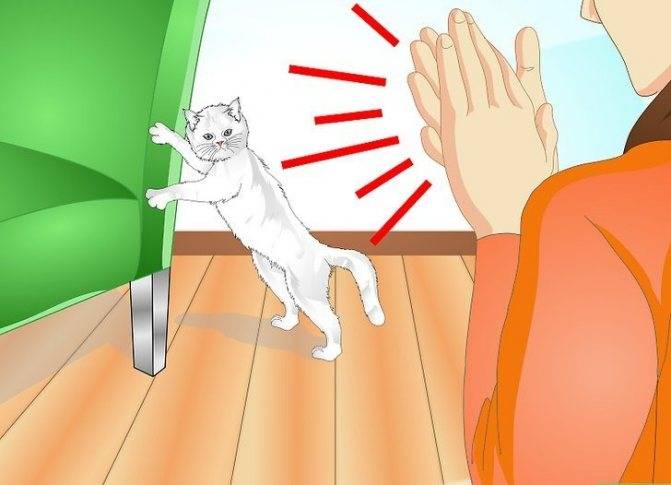Как отучить кошку драть мебель и обои