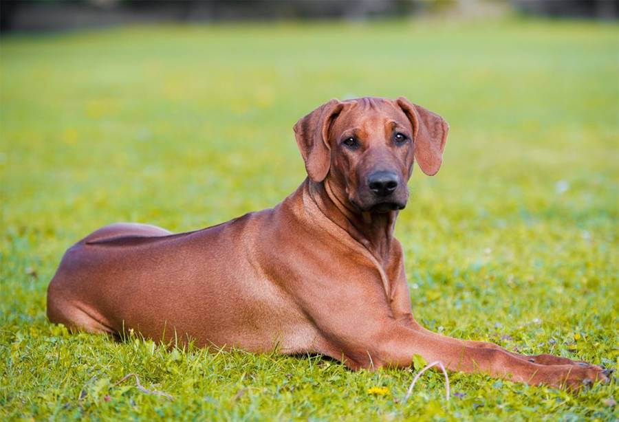 Порода собак риджбек родезийский: фото, видео, описание породы и характер