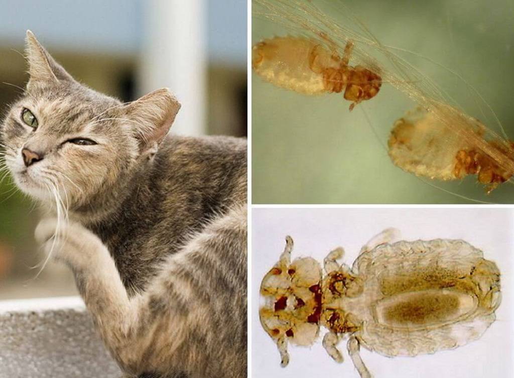 Власоеды у кошек - симптомы, фото, лечение в домашних условиях, препараты