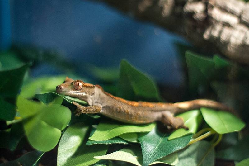 Ресничный геккон бананоед