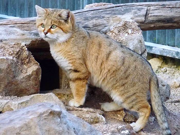 Барханный кот, маленький воин пустыни - барханный кот, песчаный кот, разновидности, ареал обитания, образ жизни, размножение, истребление