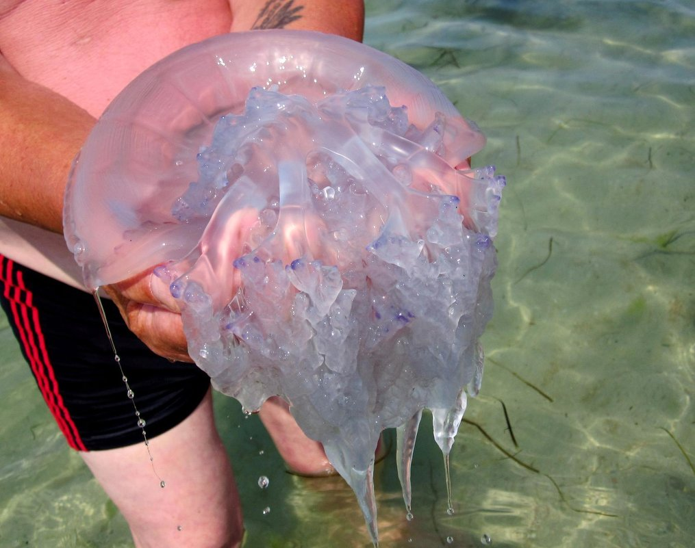Медузы черного моря: фото, описание видов, опасны ли, отзывы