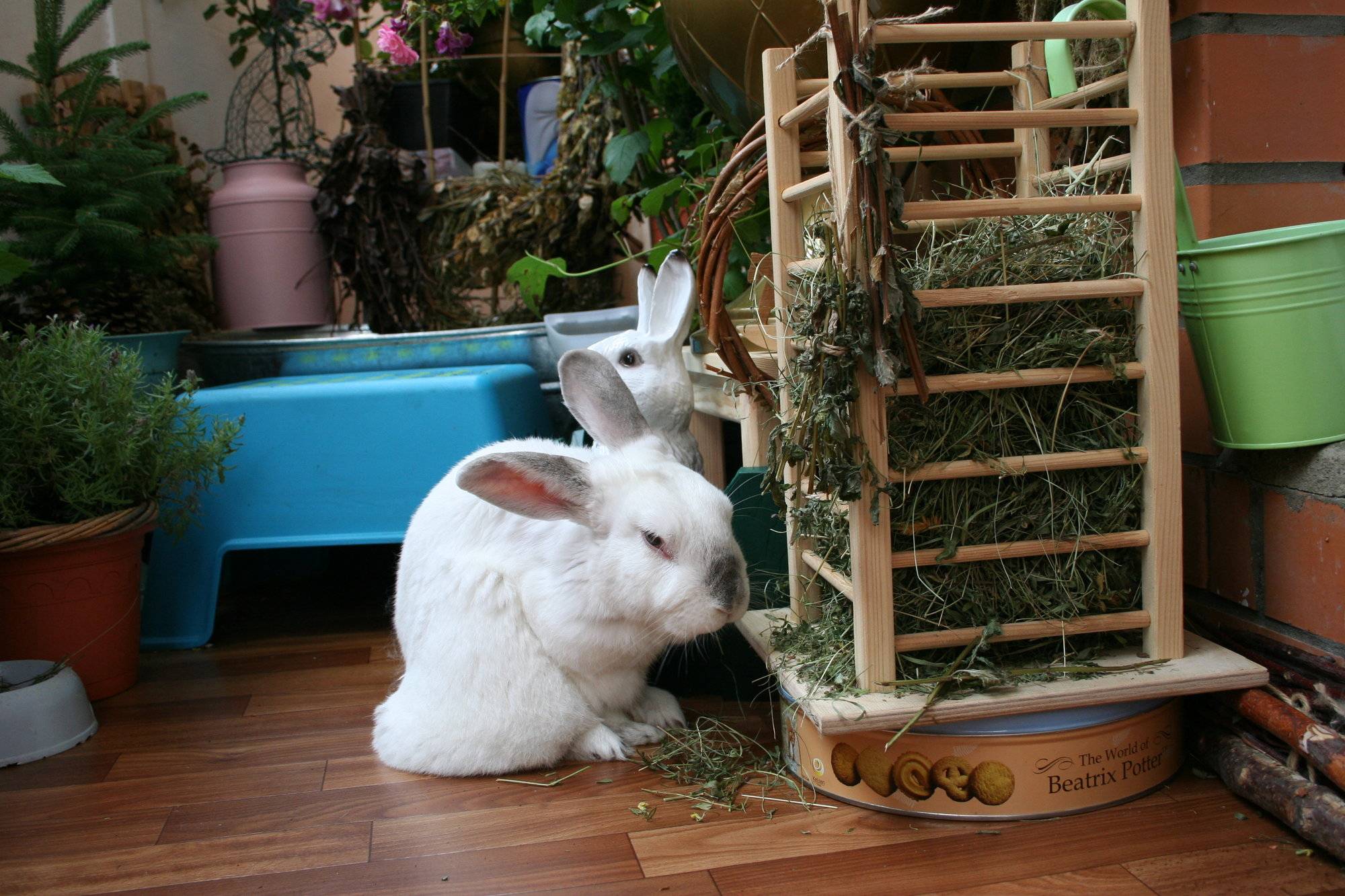 Как ухаживать за кроликами: декоративные и карликовые кролики, уход за ними и содержание