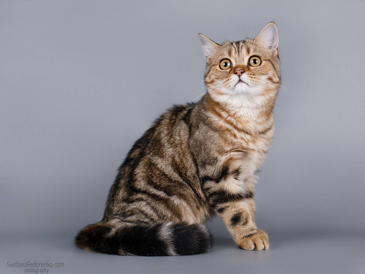 Шотландская прямоухая кошка: фото, описание породы и характера скоттиш страйт