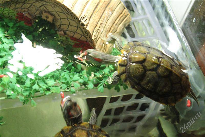 Что едят черепахи: как правильно и чем кормить черепаху в домашних условиях