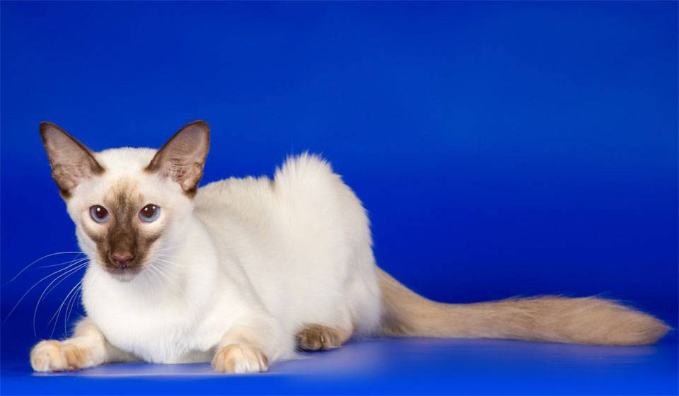 Балинезийская кошка: характер и особенности породы