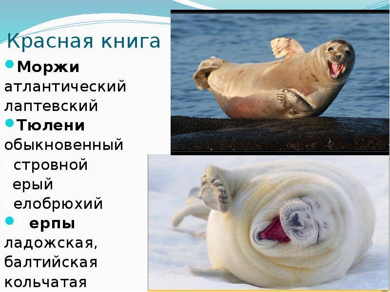 Сообщение о морже — описание, характеристика и образ жизни животного