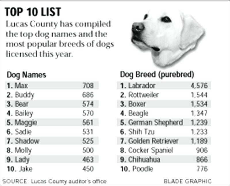 Клички собак с национальным, зарубежным колоритом — dognames.ru – клички собак, выбор имя для собаки