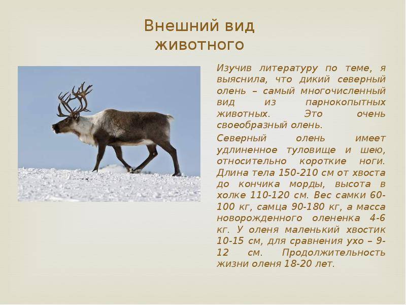 Благородный олень: описание вида, где обитает :: syl.ru