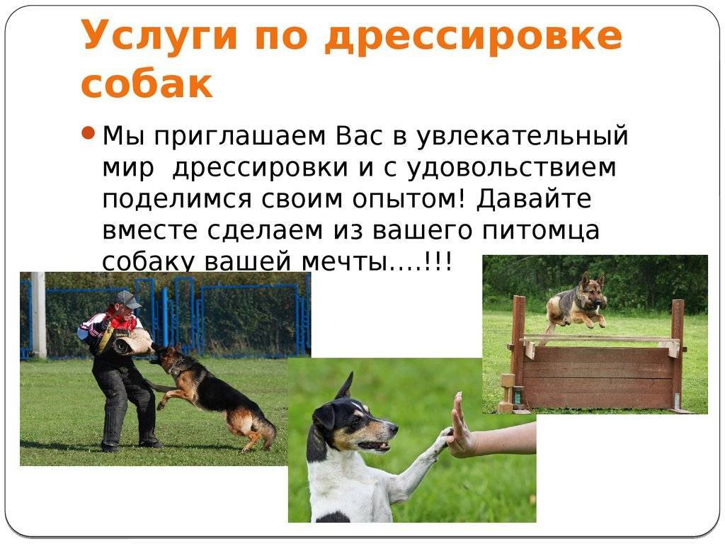 ᐉ как дрессировать взрослую собаку - ➡ motildazoo.ru