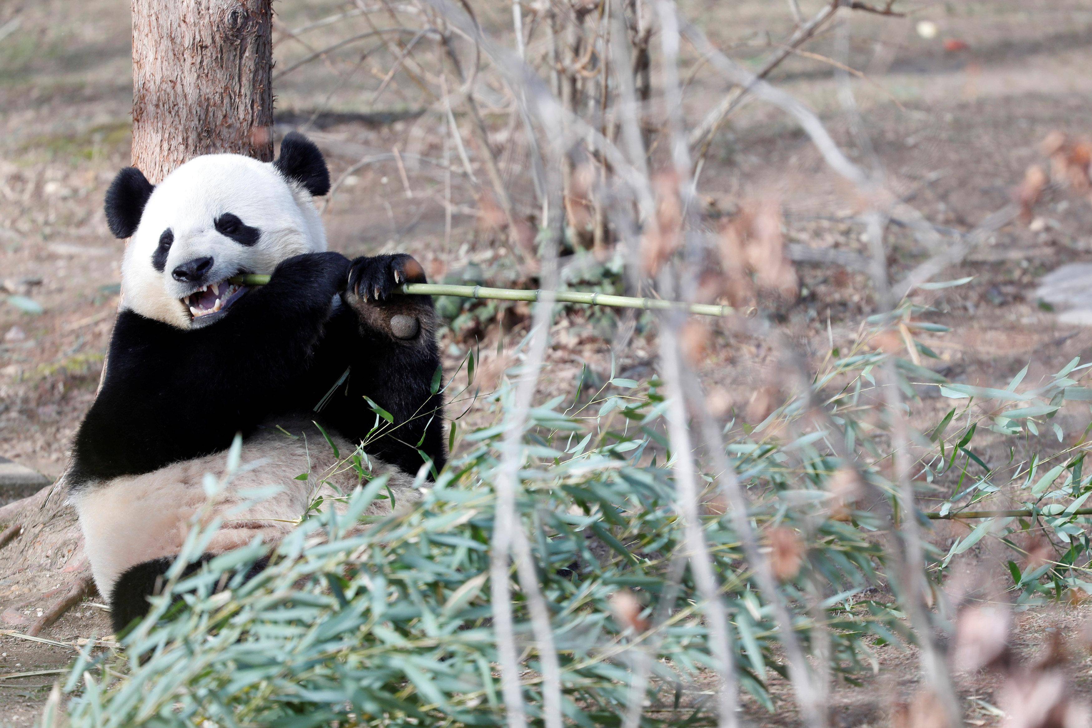 Большая панда или бамбуковый медведь – фото, факты, описание, красная книга