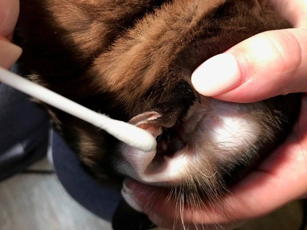 Ушной клещ у кошек - пути заражения, симптомы, лечение