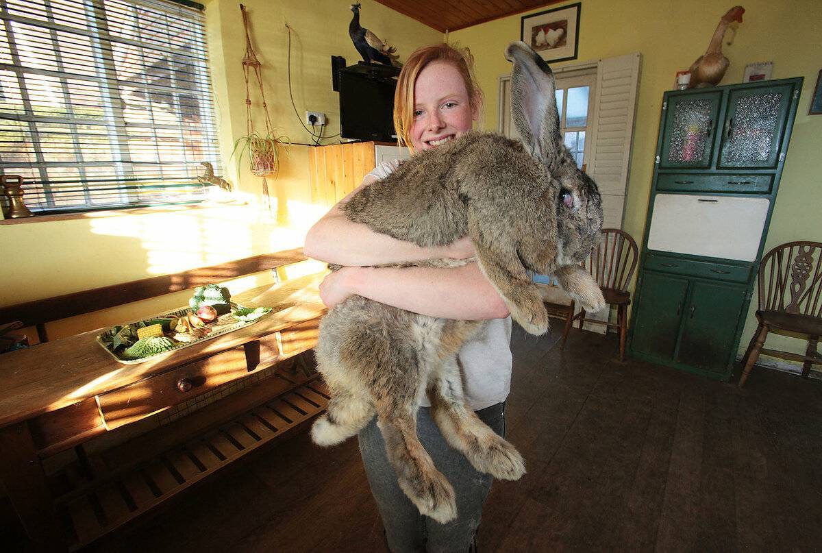 Самый крупные кролики в мире