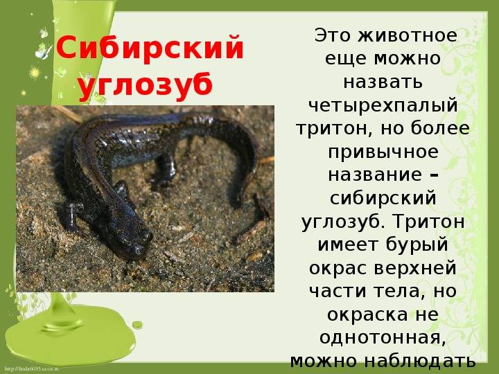 Сибирские углозубы – мелкие многочисленные тритоны