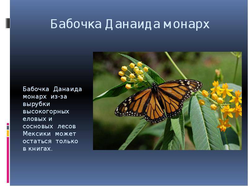 Бабочка-монарх. миграция бабочек-монархов :: syl.ru