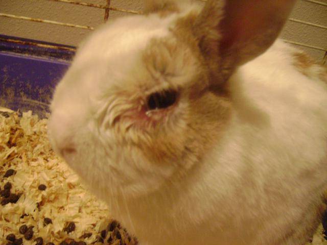 Болезни декоративных кроликов и их лечение (фото и видео)