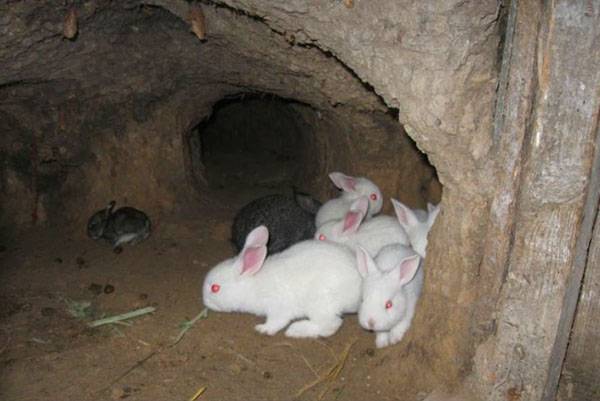 Размножение кроликов в домашних условиях, все нюансы