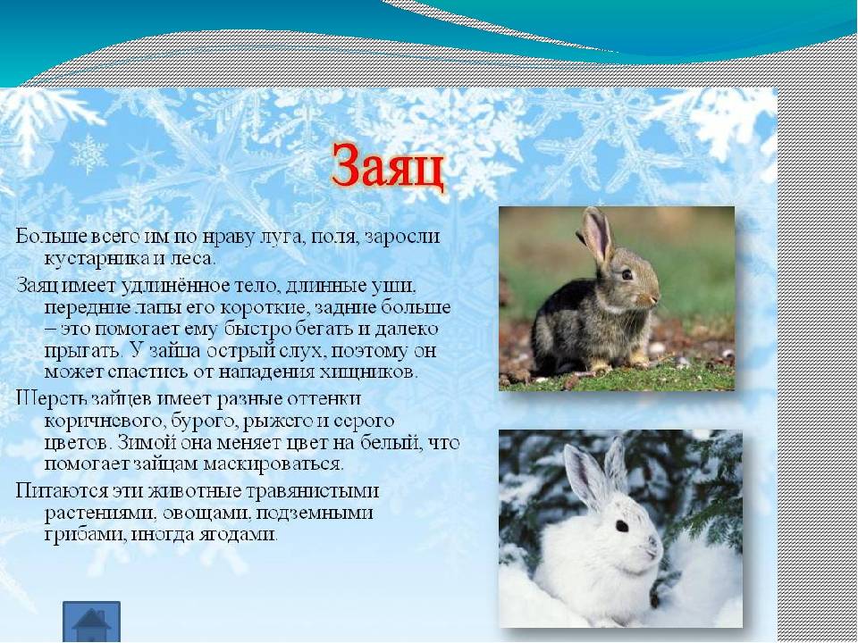 Кролик европейский, или кролик дикий