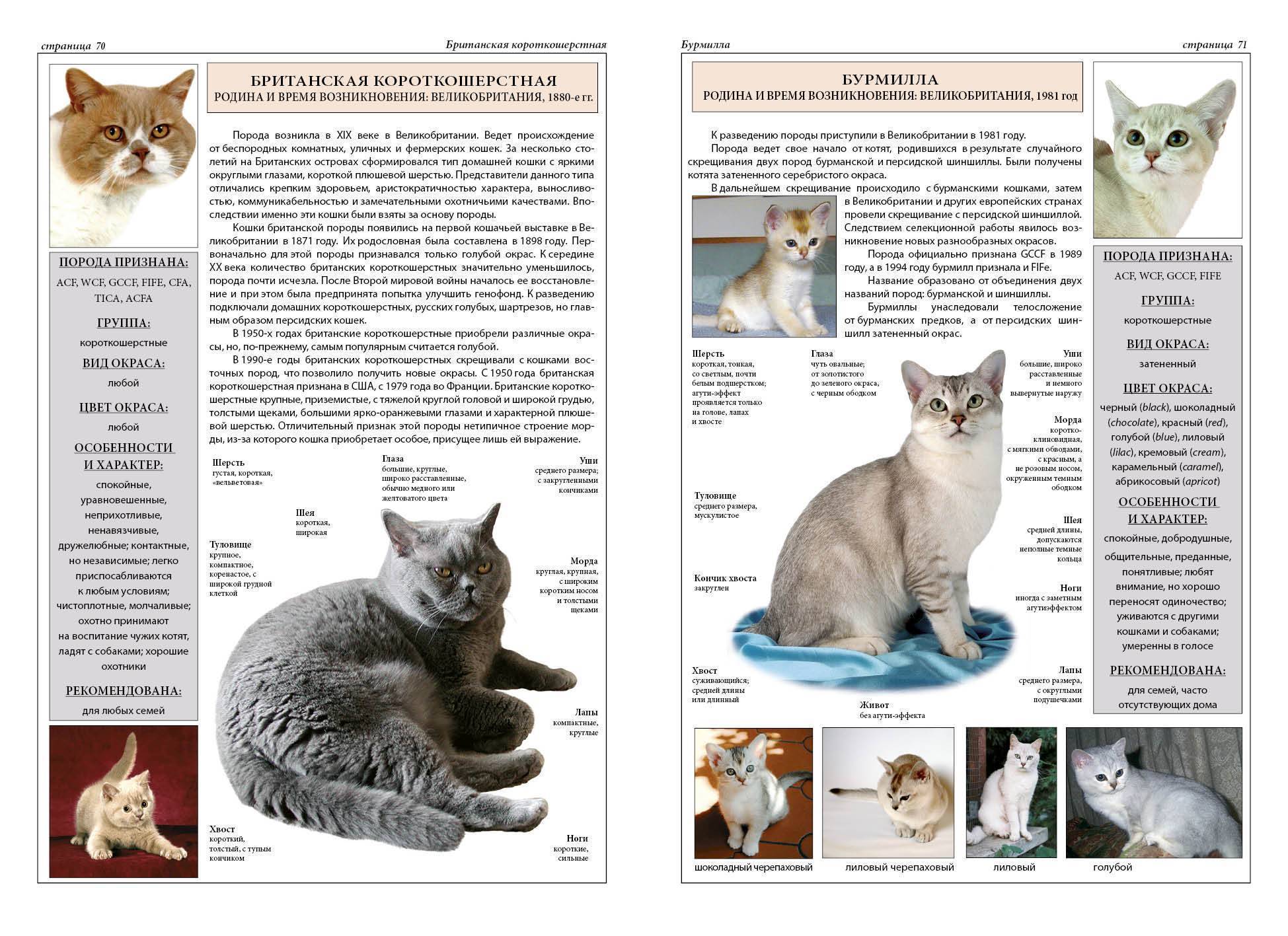 Кошки бурмилла: описание породы, характер, особенности ухода, история выведения