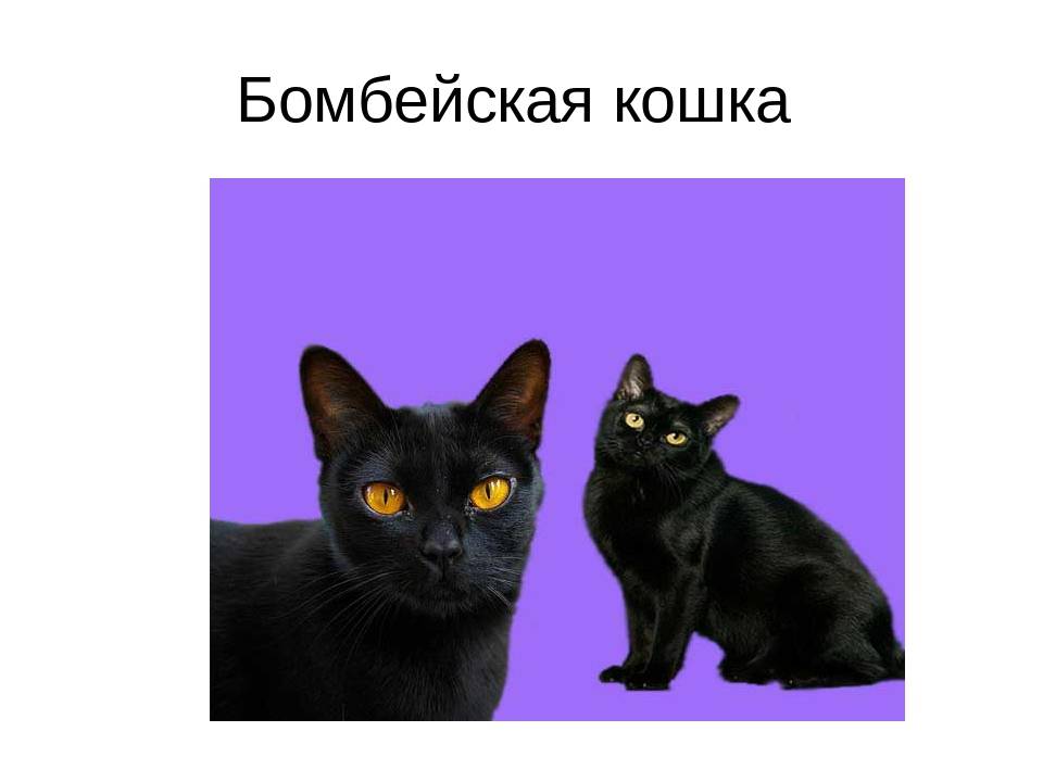 Чёрные кошки: породы, особенности ухода за котом, отзывы и фото котиков, правильный выбор котёнка