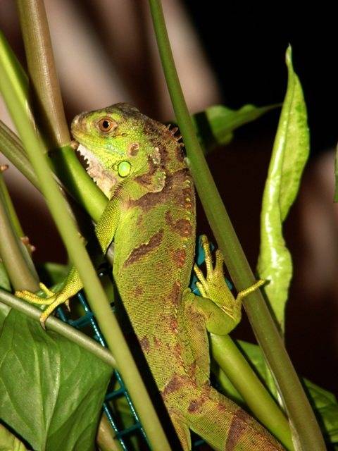 Зеленая игуана (iguana iguana)