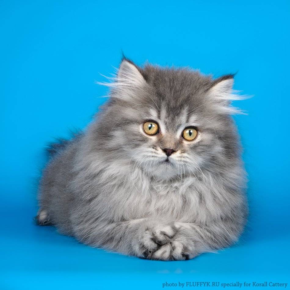 Хайленд-страйты: описание шотландской длинношерстной прямоухой кошки - особенности породы, характера и ухода