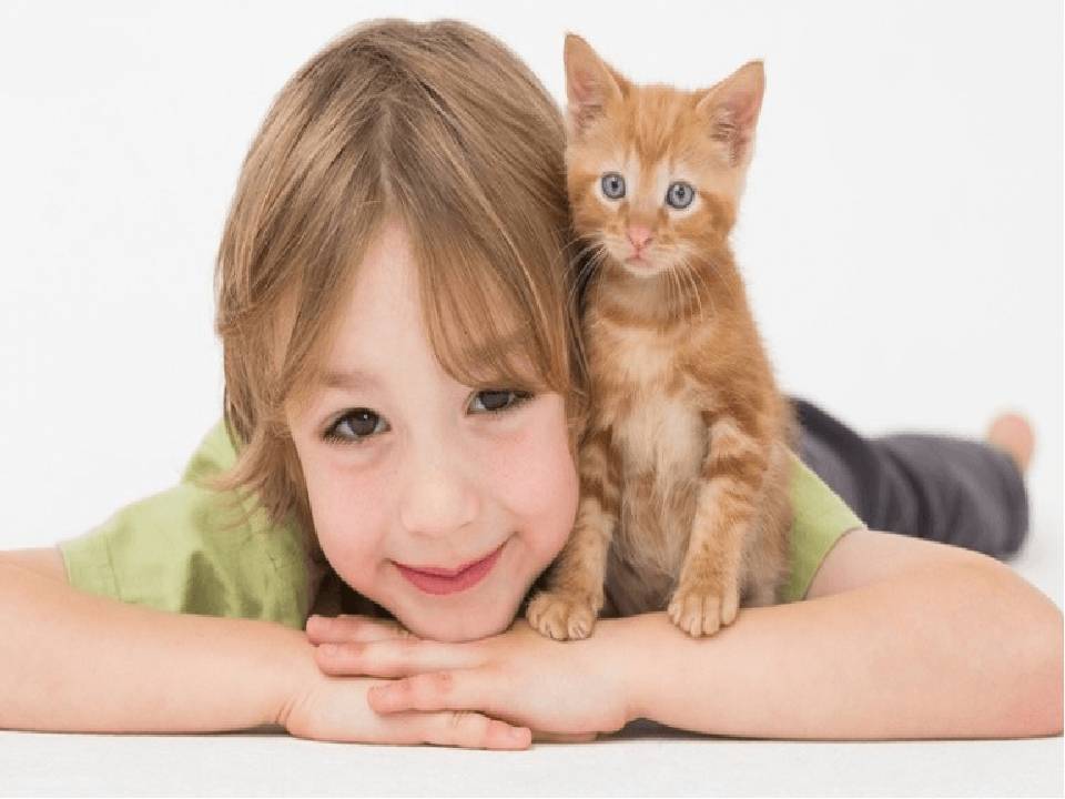Топ-10 лучших пород кошек для детей по версии редакции zuzako