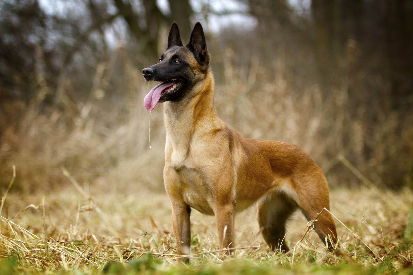 Собака породы бельгийская овчарка: содержание, воспитание, уход.