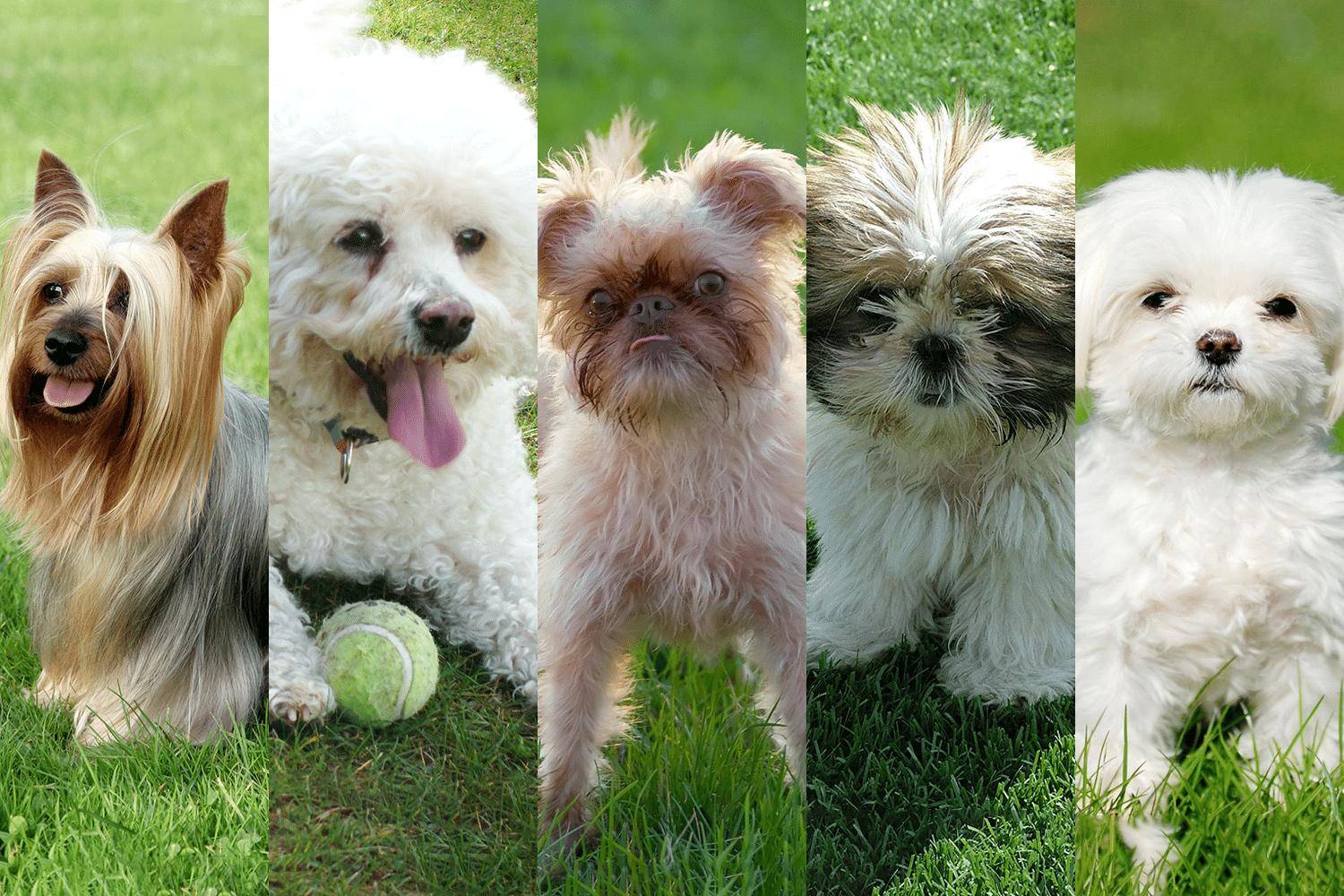 Гипоаллергенные породы собак для людей страдающих аллергией: список пород