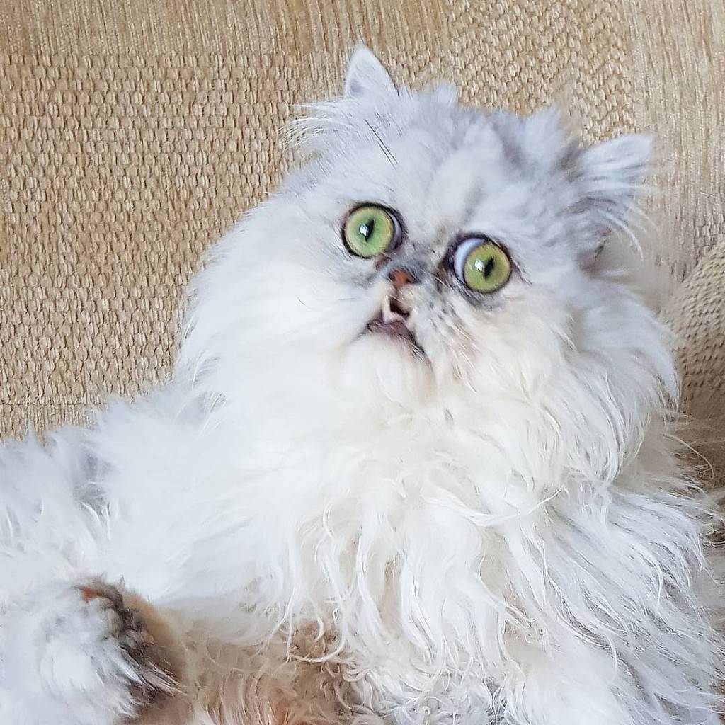 Страшный кот: самые необычные породы